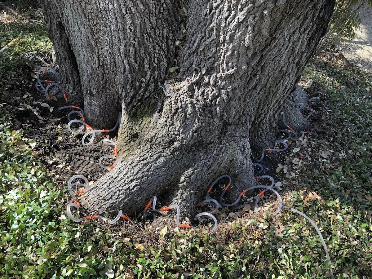 Detailed Tree Cabling and Bracing job site in Romance