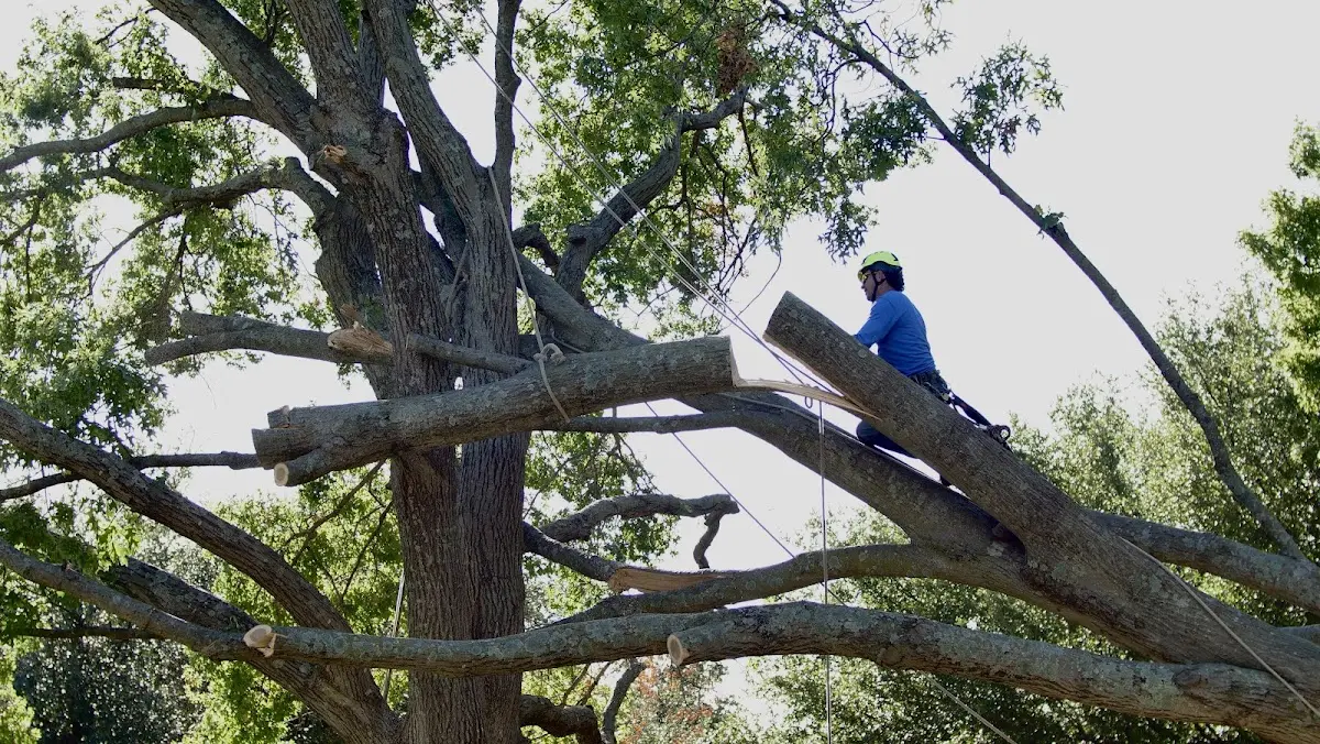 Professional Hazardous Tree Removal performed by certified arborists in Romance