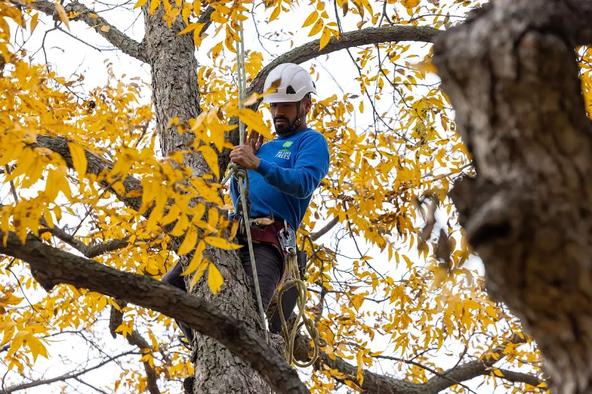 Skilled Tree Planting crew working in Romance